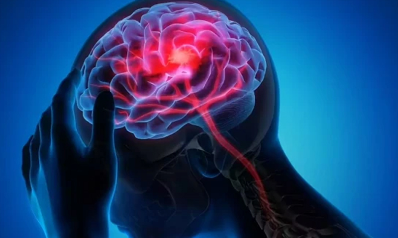 brain