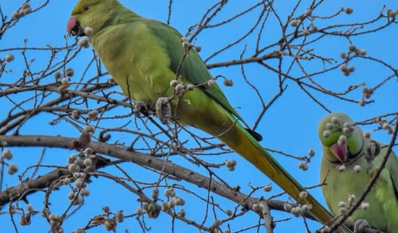 parrot