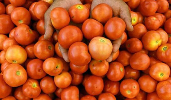 tomato